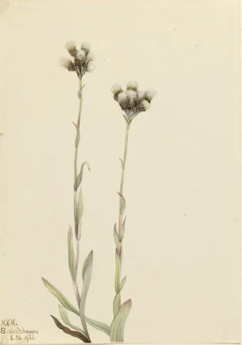 Framed Print : Gray Pussytoes (Antennaria howellii), 1921. Creator: Mary Vaux Walcott Framed Print : Gray Pussytoes (Antennaria howellii), 1921. Creator: Mary Vaux Walcott