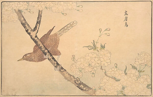 The Gray Thrush, 1789. Creator: Kitao Masayoshi