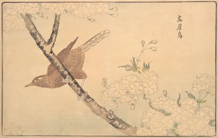 Framed Print : The Gray Thrush, 1789. Creator: Kitao Masayoshi Framed Print : The Gray Thrush, 1789. Creator: Kitao Masayoshi
