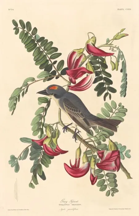 Framed Print : Gray Tyrant, 1833. Creator: Robert Havell Framed Print : Gray Tyrant, 1833. Creator: Robert Havell