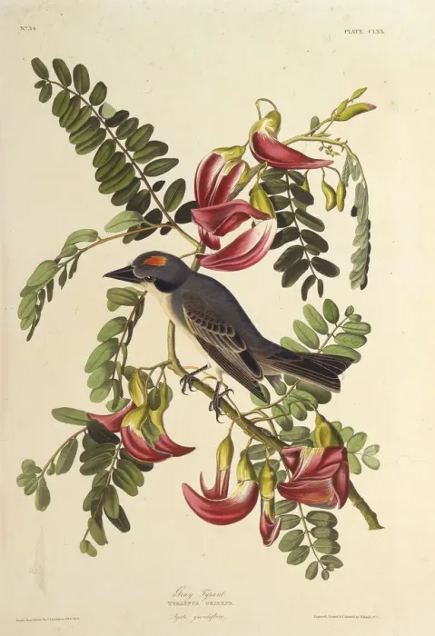 Framed Print : Gray Tyrant. From The Birds of America, 1827-1838. Creator: Audubon, John James Framed Print : Gray Tyrant. From The Birds of America, 1827-1838. Creator: Audubon, John James