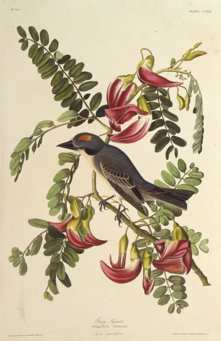 Framed Print : Gray Tyrant. From The Birds of America, 1827-1838. Creator: Audubon, John James Framed Print : Gray Tyrant. From The Birds of America, 1827-1838. Creator: Audubon, John James