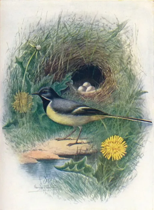 Framed Print : Gray Wagtail - Motacil la melano pe, c1910, (1910). Artist: George James Rankin Framed Print : Gray Wagtail - Motacil la melano pe, c1910, (1910). Artist: George James Rankin