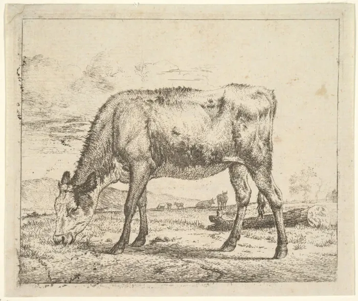 Framed Print : Grazing Calf, from Different Animals, 1658. Creator: Adriaen van de Velde Framed Print : Grazing Calf, from Different Animals, 1658. Creator: Adriaen van de Velde