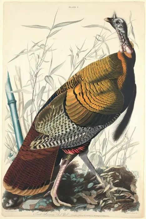 Framed Print : Great American Cock, 1827. Creator: William Home Lizars Framed Print : Great American Cock, 1827. Creator: William Home Lizars