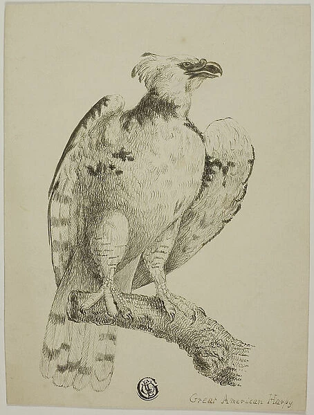 Great American Harpy, n.d. Creator: Unknown
