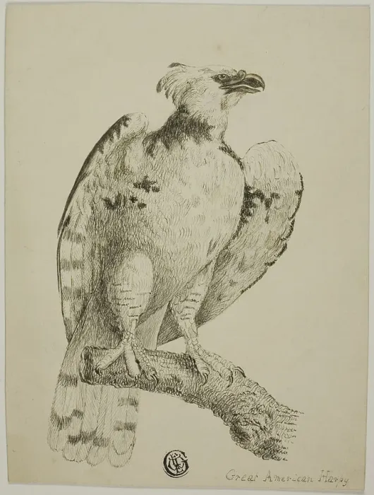 Framed Print : Great American Harpy, n.d. Creator: Unknown