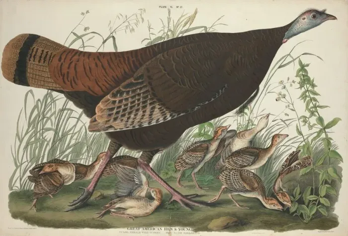 Framed Print : Great American Hen and Young, 1827. Creator: William Home Lizars Framed Print : Great American Hen and Young, 1827. Creator: William Home Lizars
