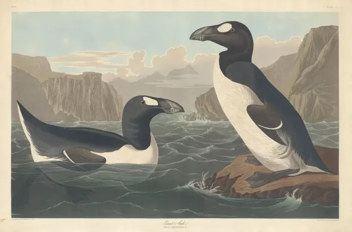 Framed Print : Great Auk, 1836. Creator: Robert Havell Framed Print : Great Auk, 1836. Creator: Robert Havell