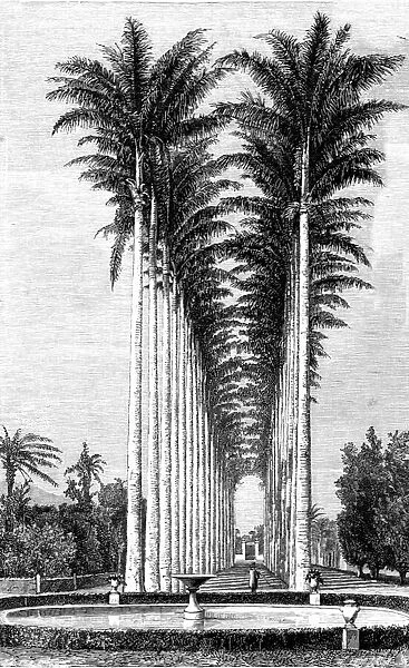 The Great Avenue of Palms in the Botanical Gardens; Rio De Janeiro and the Organ Mountains, 1875. Creator: Thomas Woodbine Hinchliff