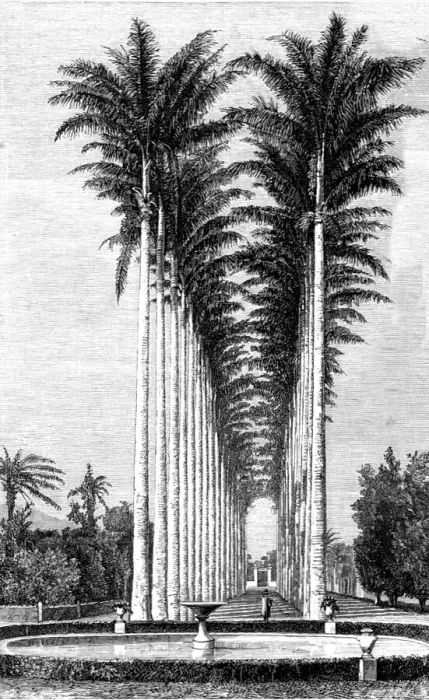 Framed Print : The Great Avenue of Palms in the Botanical Gardens; Rio De Janeiro and the Organ Mountains, 1875. Creator: Thomas Woodbine Hinchliff Framed Print : The Great Avenue of Palms in the Botanical Gardens; Rio De Janeiro and the Organ Mountains, 1875. Creator: Thomas Woodbine Hinchliff