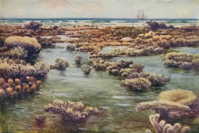 Framed Print : The Great Barrier Reef, 1923. Creator: Unknown Framed Print : The Great Barrier Reef, 1923. Creator: Unknown