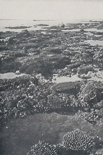 Great Barrier Reef, 1924