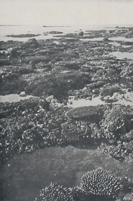 Framed Print : Great Barrier Reef, 1924 Framed Print : Great Barrier Reef, 1924