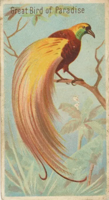 Framed Print : Great Bird of Paradise, from the Birds of the Tropics series (N5) for Allen & Framed Print : Great Bird of Paradise, from the Birds of the Tropics series (N5) for Allen &