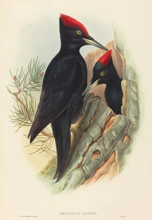 Framed Print : Great Black Woodpecker (Dryocopus martius). Creators: John Gould Framed Print : Great Black Woodpecker (Dryocopus martius). Creators: John Gould