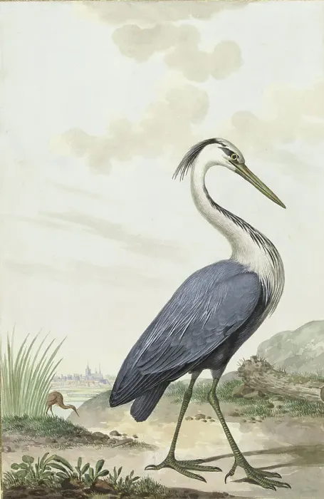 Framed Print : Great Blue Heron, 1776. Creator: Jabes Heenck Framed Print : Great Blue Heron, 1776. Creator: Jabes Heenck