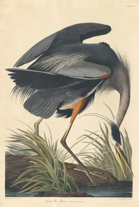 Framed Print : Great blue Heron, 1834. Creator: Robert Havell Framed Print : Great blue Heron, 1834. Creator: Robert Havell