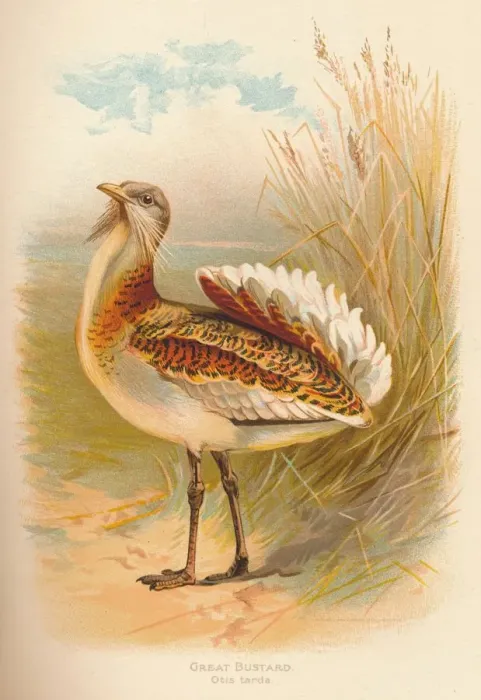 Framed Print : Great Bustard (Otis tarda), 1900, (1900). Artist: Charles Whymper Framed Print : Great Bustard (Otis tarda), 1900, (1900). Artist: Charles Whymper