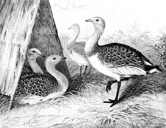 Framed Print : Great Bustards recently added to the Zoological Society's Gardens, 1890. Creator: George Meisenbach Framed Print : Great Bustards recently added to the Zoological Society's Gardens, 1890. Creator: George Meisenbach