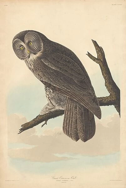 Great Cinereous Owl, 1837. Creator: Robert Havell