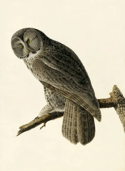 Framed Print : Great Cinereous Owl, Strix Nebulosa, 1845 Framed Print : Great Cinereous Owl, Strix Nebulosa, 1845