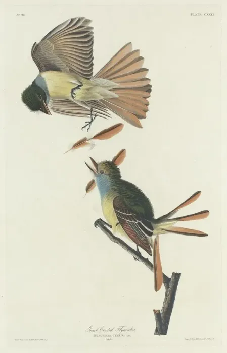 Framed Print : Great Crested Flycatcher, 1832. Creator: Robert Havell Framed Print : Great Crested Flycatcher, 1832. Creator: Robert Havell