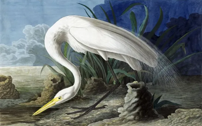 Framed Print : Great Egret, Casmerodius Albus, 1845 Framed Print : Great Egret, Casmerodius Albus, 1845