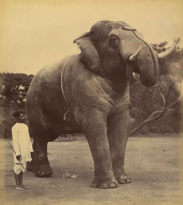 Framed Print : The Great Elephant, 1885-1900. Creator: Lala Deen Dayal Framed Print : The Great Elephant, 1885-1900. Creator: Lala Deen Dayal