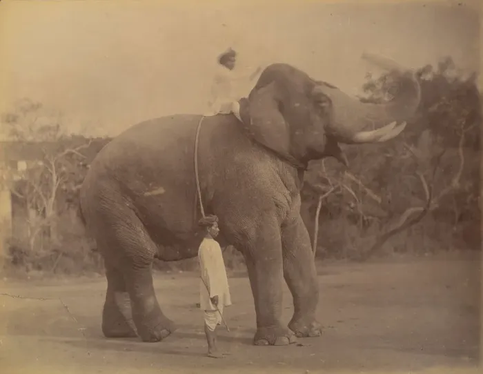 Framed Print : The Great Elephant Saluting, 1885-1900. Creator: Lala Deen Dayal Framed Print : The Great Elephant Saluting, 1885-1900. Creator: Lala Deen Dayal