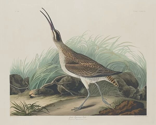 Great Esquimaux Curlew, 1835. Creator: Robert Havell