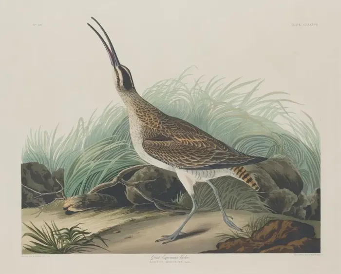 Framed Print : Great Esquimaux Curlew, 1835. Creator: Robert Havell Framed Print : Great Esquimaux Curlew, 1835. Creator: Robert Havell