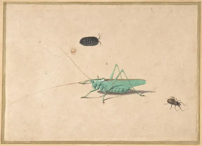 Framed Print : A Great Green Bush Cricket... A Clioniona Spider, and a Beetle, 17th century (?) Framed Print : A Great Green Bush Cricket... A Clioniona Spider, and a Beetle, 17th century (?)