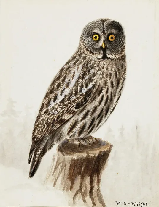 Framed Print : Great Grey Owl, 1830-1870. Creator: Wilhelm von Wright Framed Print : Great Grey Owl, 1830-1870. Creator: Wilhelm von Wright