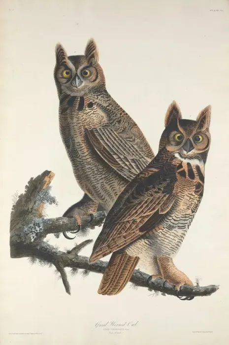 Framed Print : Great Horned Owl, 1829. Creator: Robert Havell Framed Print : Great Horned Owl, 1829. Creator: Robert Havell