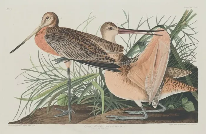 Framed Print : Great Marbled Godwit, 1835. Creator: Robert Havell Framed Print : Great Marbled Godwit, 1835. Creator: Robert Havell