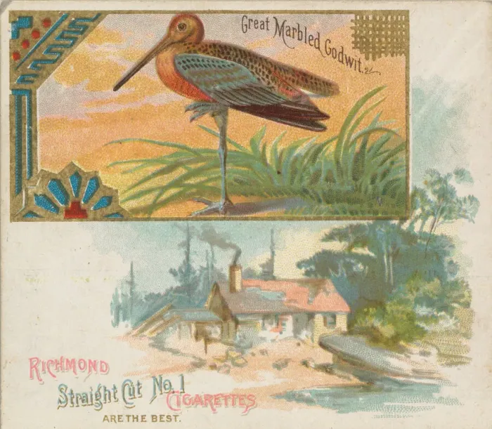Framed Print : Great Marbled Godwit, from the Game Birds series (N40) for Allen & Ginter Cigarettes Framed Print : Great Marbled Godwit, from the Game Birds series (N40) for Allen & Ginter Cigarettes