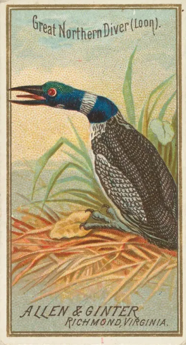 Framed Print : Great Northern Diver (Loon), from the Birds of America series (N4) for Allen & Framed Print : Great Northern Diver (Loon), from the Birds of America series (N4) for Allen &
