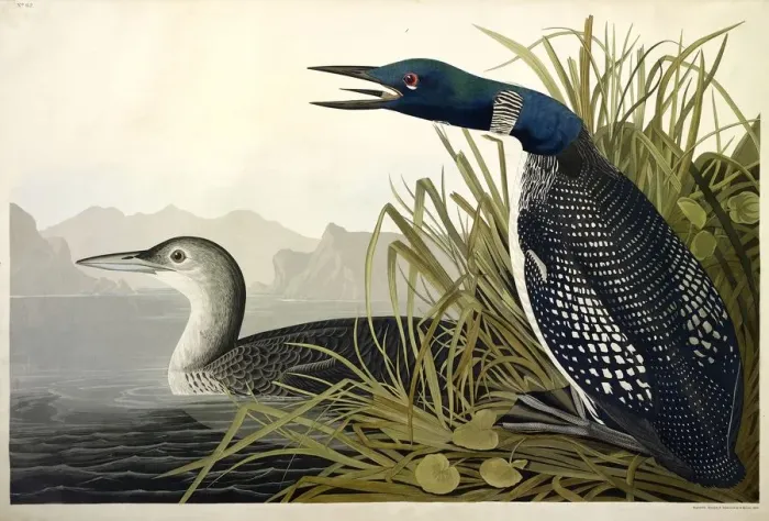 Framed Print : Great Northern Diver or Loon, Colymbus Glacialis, 1845 Framed Print : Great Northern Diver or Loon, Colymbus Glacialis, 1845