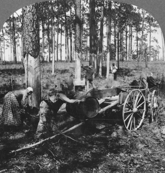 Framed Print : In a great pine forest, collecting turpentine, North Carolina, USA, late 19th or early 20th century. Artist: Keystone View Company Framed Print : In a great pine forest, collecting turpentine, North Carolina, USA, late 19th or early 20th century. Artist: Keystone View Company