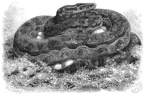 The Great Python Serpent incubating at the Zoological Society's Gardens, Regent's Park, 1862. Creator: Pearson