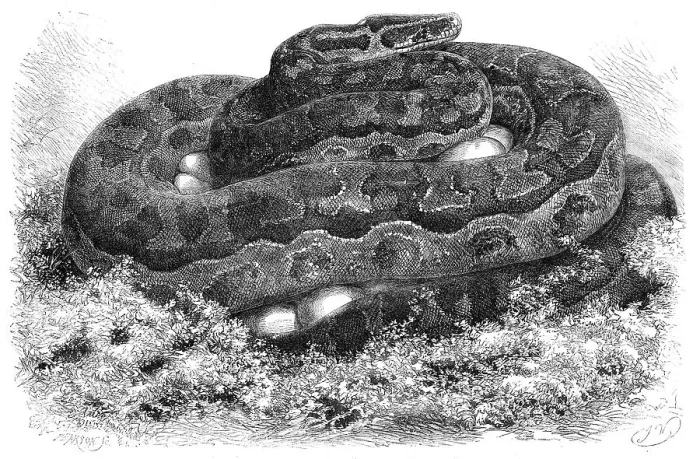 Framed Print : The Great Python Serpent incubating at the Zoological Society's Gardens, Regent's Park, 1862. Creator: Pearson Framed Print : The Great Python Serpent incubating at the Zoological Society's Gardens, Regent's Park, 1862. Creator: Pearson