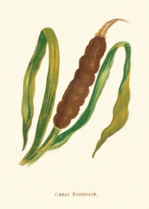 Framed Print : Great Reedmace, c1891, (1891). Artist: Anne Pratt Framed Print : Great Reedmace, c1891, (1891). Artist: Anne Pratt