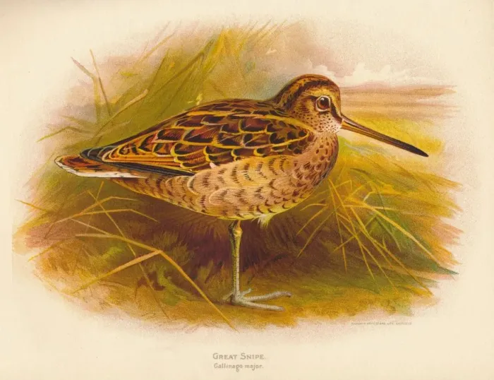 Framed Print : Great Snipe (Gallinago major), 1900, (1900). Artist: Charles Whymper Framed Print : Great Snipe (Gallinago major), 1900, (1900). Artist: Charles Whymper