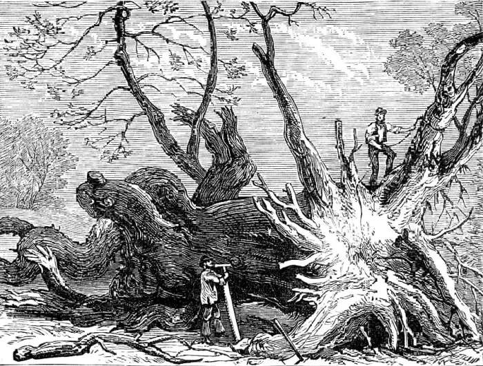 Framed Print : The Great Storm of Wind on Friday week: old chestnut in Greenwich Park, blown down, 1881. Creator: Unknown Framed Print : The Great Storm of Wind on Friday week: old chestnut in Greenwich Park, blown down, 1881. Creator: Unknown