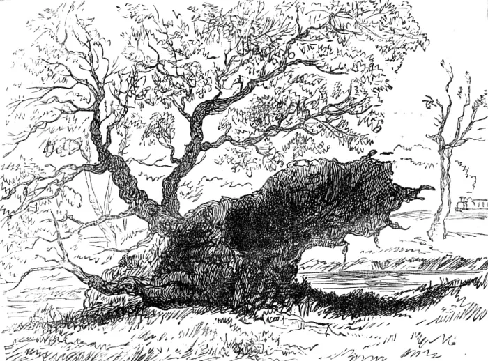 Framed Print : The Great Storm of Wind on Friday week: tree blown down in the playing-fields, Eton, 1881. Creator: Unknown Framed Print : The Great Storm of Wind on Friday week: tree blown down in the playing-fields, Eton, 1881. Creator: Unknown