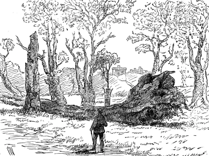 Framed Print : The Great Storm of Wind on Friday week: a tree uprooted near the bridge, Eton, 1881. Creator: Unknown Framed Print : The Great Storm of Wind on Friday week: a tree uprooted near the bridge, Eton, 1881. Creator: Unknown