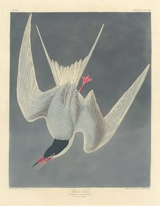 Framed Print : Great Tern, 1836. Creator: Robert Havell Framed Print : Great Tern, 1836. Creator: Robert Havell