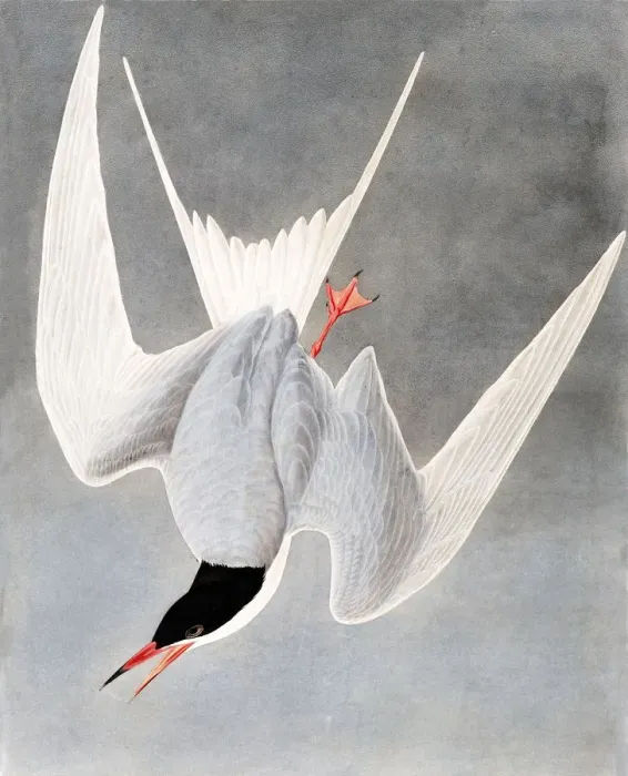 Framed Print : Great Tern, Sterna Hirundo, 1845 Framed Print : Great Tern, Sterna Hirundo, 1845
