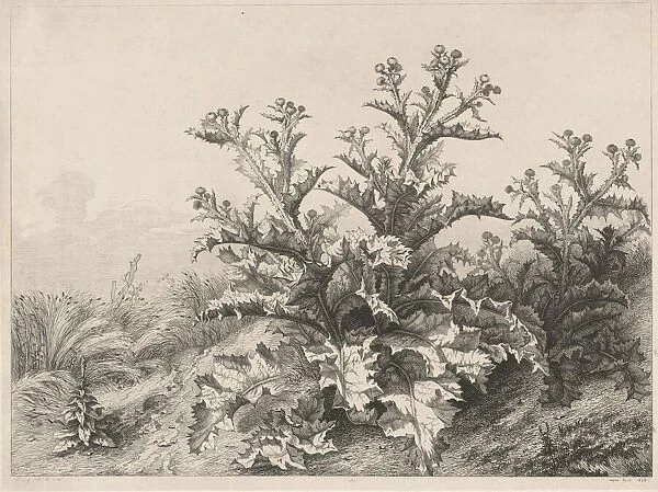 The Great Thistle (Le Grand Chardon), 1843. Creator: Eugene Blery
